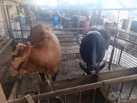 İnek, Simmental cattle — foto 4