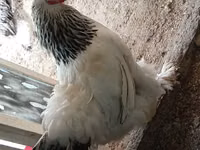 Brahma — foto 1