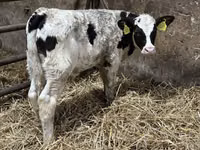 Byk, Bydło — zdjęcie 1