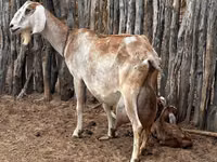 თხა, თხები — ფოტო 2