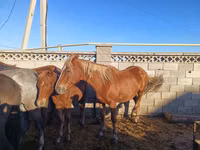 Jument, Kazakh horse — photo 5