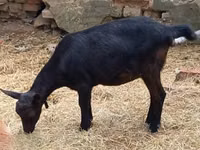 Koza, Alpine goat — zdjęcie 7