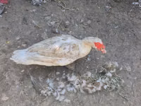 Ducks — Foto 1