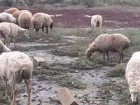 母羊, Sheep — 照片 2