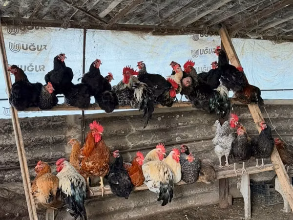 Chickens — அசர்பைஜான்
