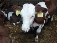 காளை, Simmental cattle — புகைப்படம் 4