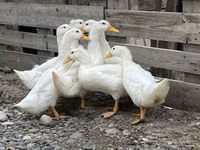 Ducks — 5-rasm