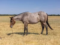 雄馬, Quarter Horse — 写真 2