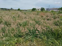 Կորնգանի խոտի տուկ — foto 2