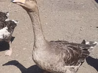 Geese — foto 7