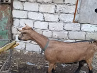 Ешкі, Italian Alpine goat — 5-сурет