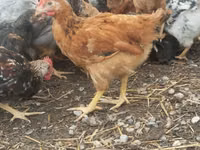 Chickens — foto 1