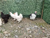 Brahma — Foto 4