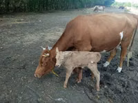 Сиыр, Simmental cattle — 1-сурет