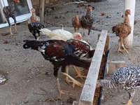 Chickens — photo 5