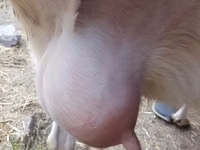 Koza, Saanen goat — foto 1