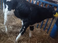सांड, Russian Black pied cattle — फ़ोटो 7
