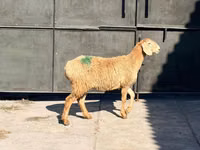 母羊, Hissar sheep — 照片 3