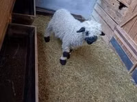 Baran, Valais Blacknose sheep — zdjęcie 3