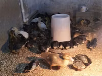 Ducks — zdjęcie 2
