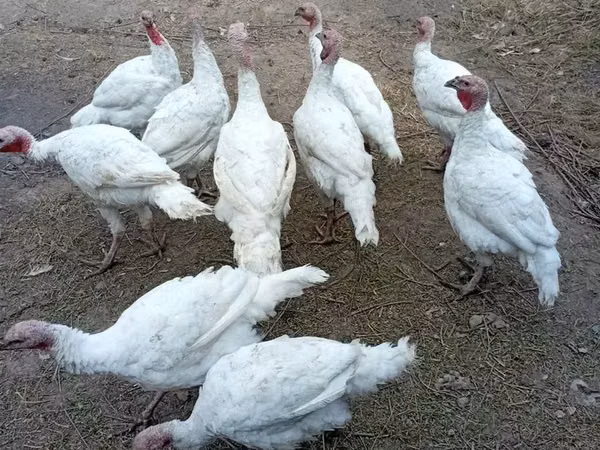 Turkeys