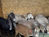 Sheep, Arashan sheep — photo 5