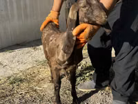 Cabra, Kamori goats — foto 1