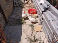 Hausente — Foto 1