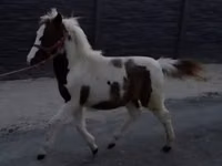 雌馬, 馬 — 写真 7