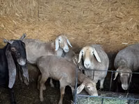 Sheep, Arashan sheep — photo 1