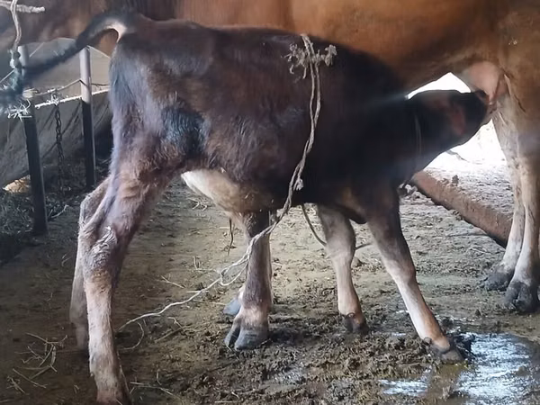 Vaca, Raça Alatau