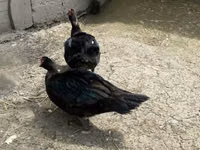 Ducks — 2-rasm