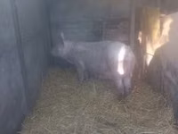 母猪, Pigs — 照片 4