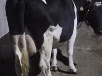 Kuh, Holstein-Rasse — Foto 1