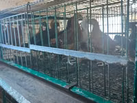Chickens — foto 3