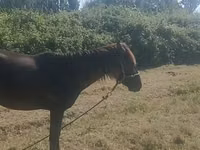 Jument, Azerbaijan horse — photo 3