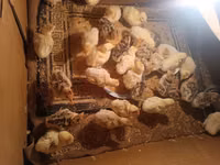 Turkeys — फ़ोटो 3