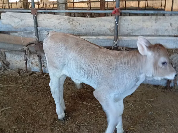 Bull, Swiss cattle