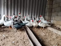 Ducks — Foto 1