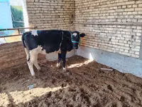 Krowa, Russian Black pied cattle — zdjęcie 3
