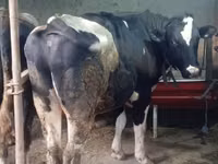 牛（ロット、性別未指定）, Russian Black pied cattle — 写真 6