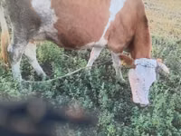 İnək, Simmental cattle — foto 3