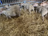 Owca, Charollais sheep — zdjęcie 2