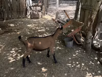 Boucs, Alpine goat — photo 4