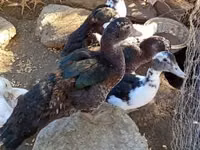 Ducks — Foto 3
