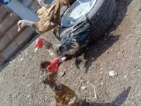 Ducks — foto 5