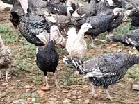 Turkeys — foto 6