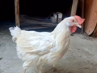 Chickens — foto 7