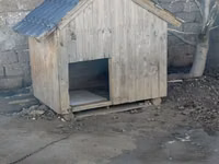 Taxta it evi - Material: qalın taxta karkas, üzəri taxta lövhələr - — 照片 2