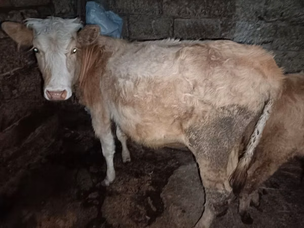 Vache, Race rouge tachetée